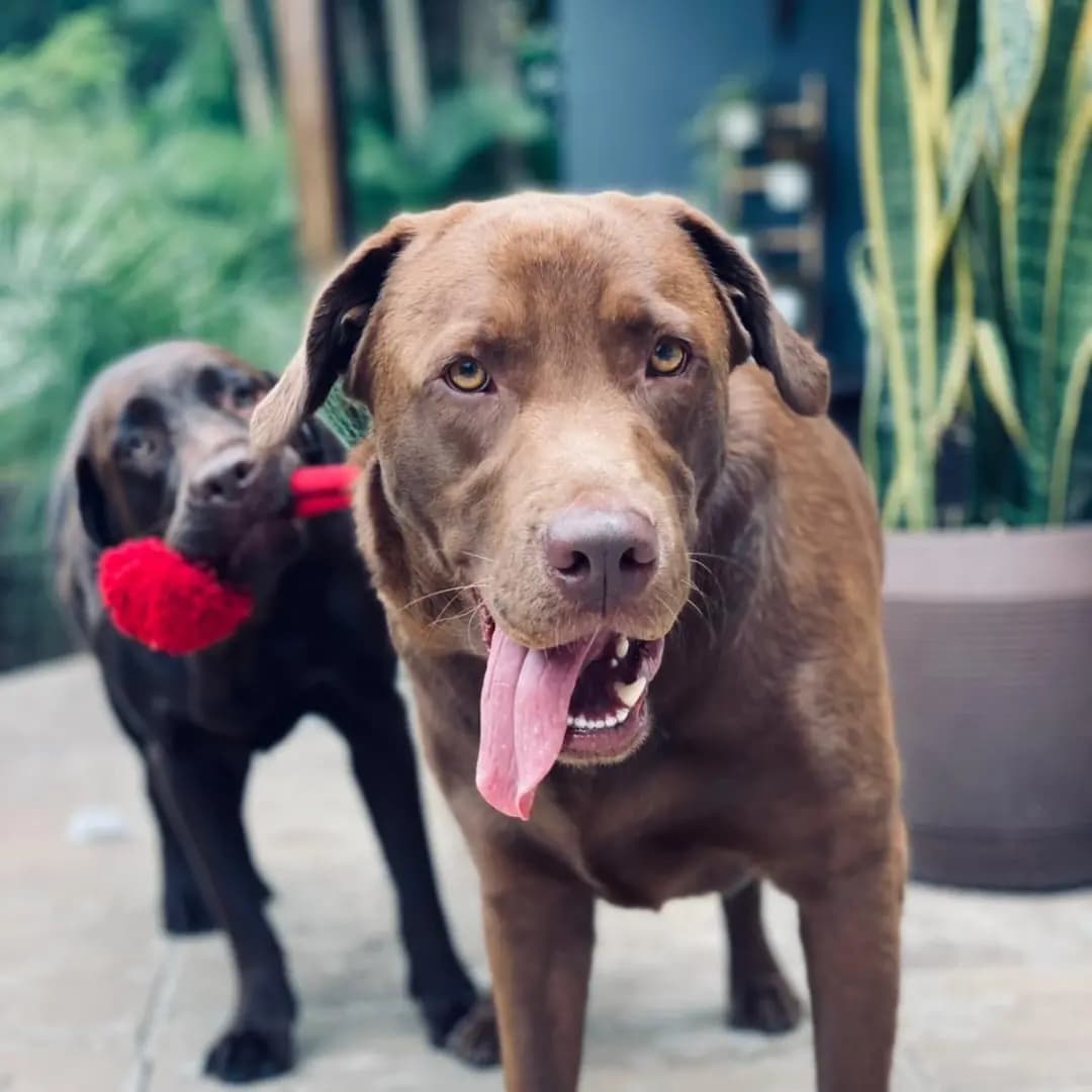 Chocolate babies