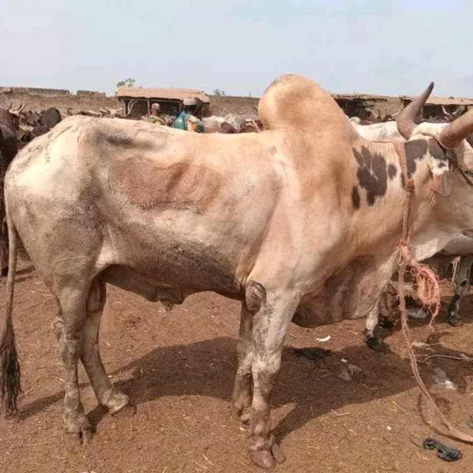 Olalekanqudus Ajibade