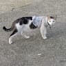 Anonimouse_cat