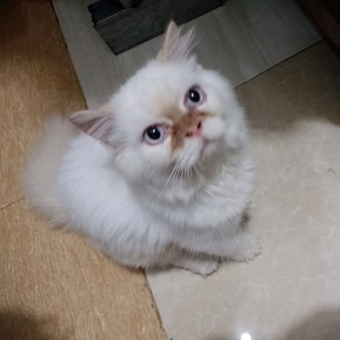 Aedrian