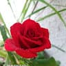 Sanjana Ambulkar