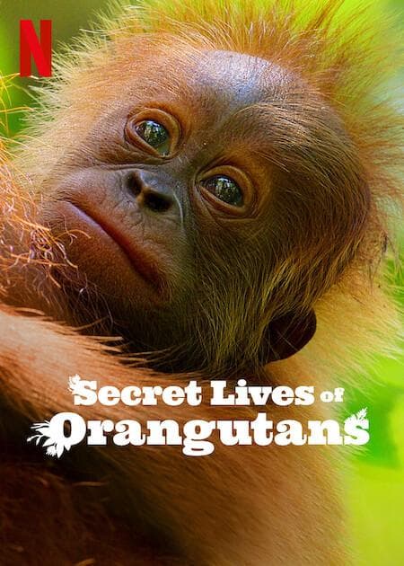 Secret Lives of Orangutans [Russian]