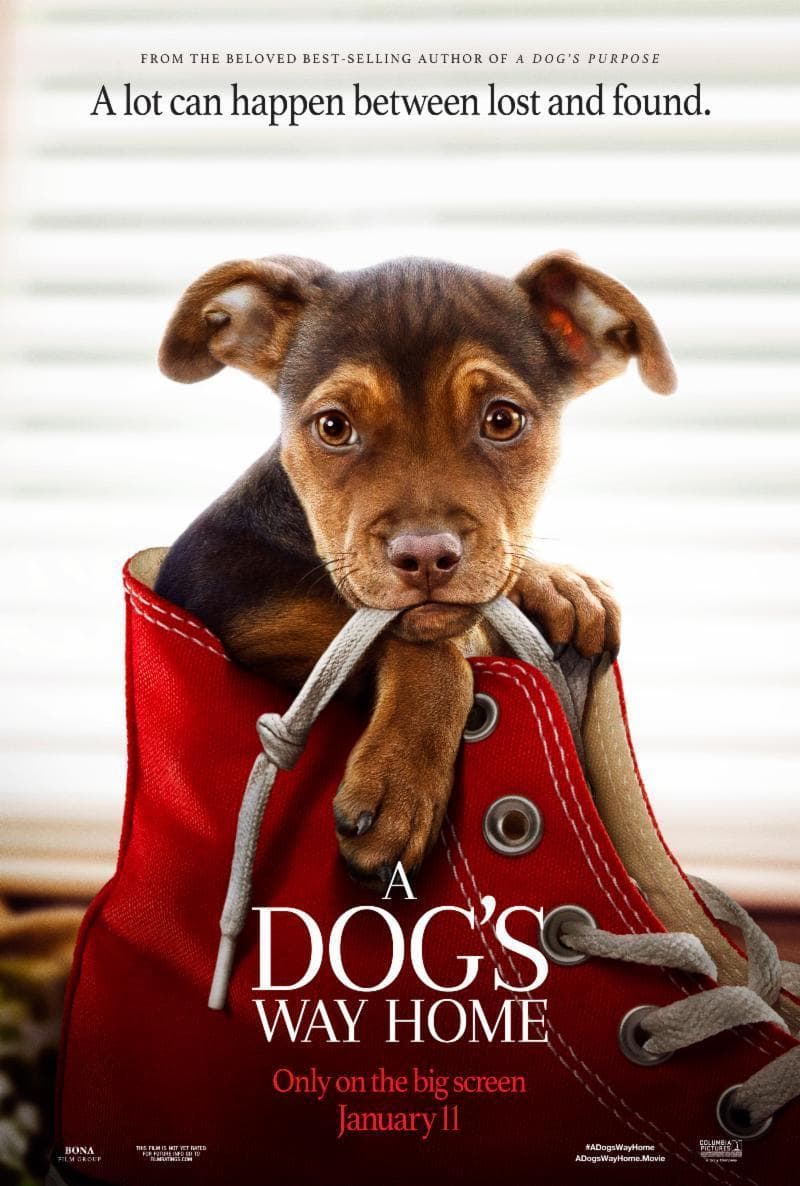 A Dog's Way Home [Spanish]