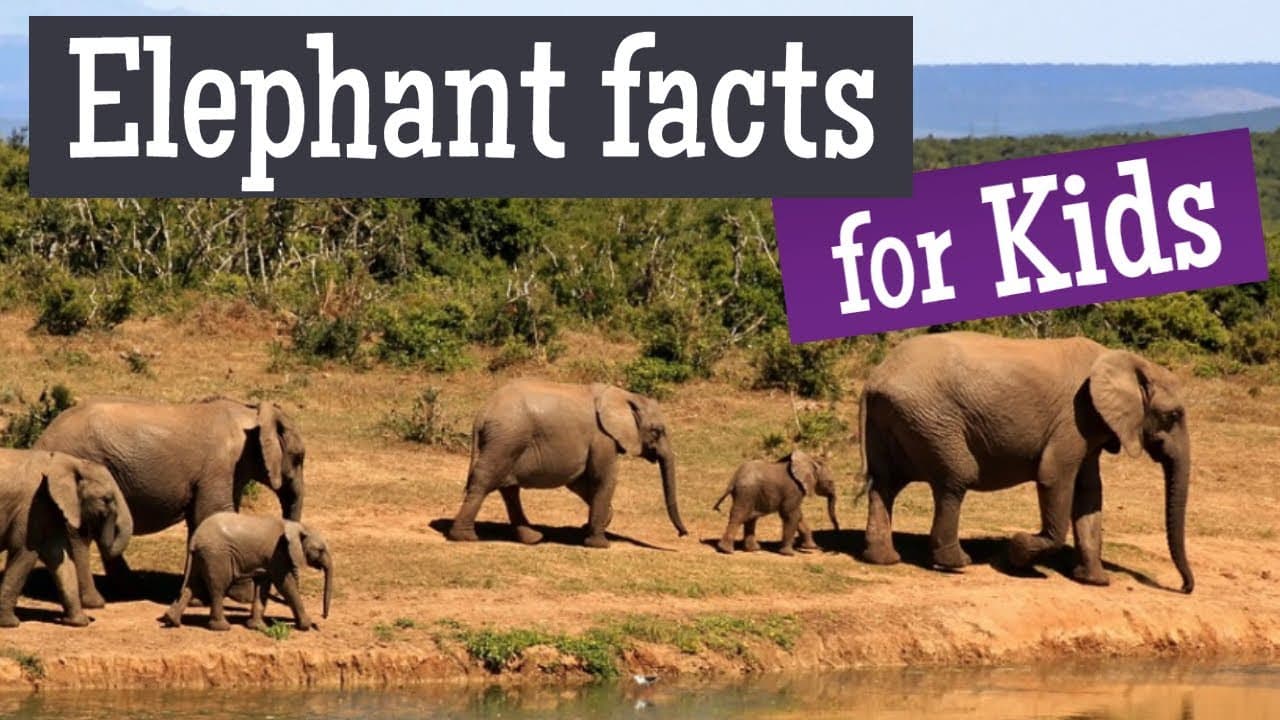 🌿 Amazing Animals: Wildlife Facts for Kids 🐘