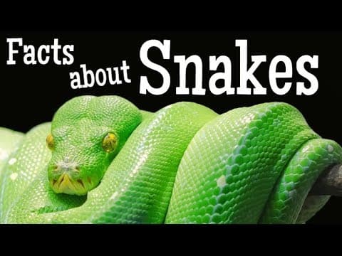 Snakes & Other Fascinating Creatures 🐍✨