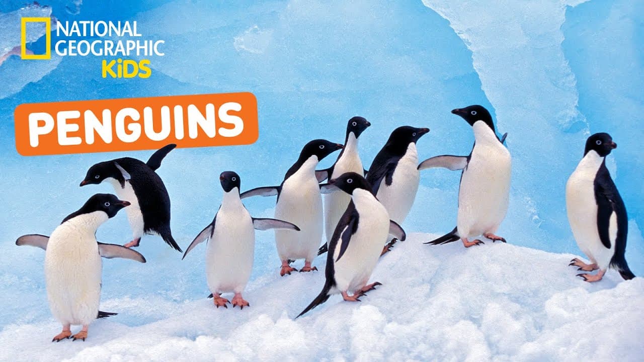 Penguin Videos: Fun facts & more 🐧 | Nat Geo Kids