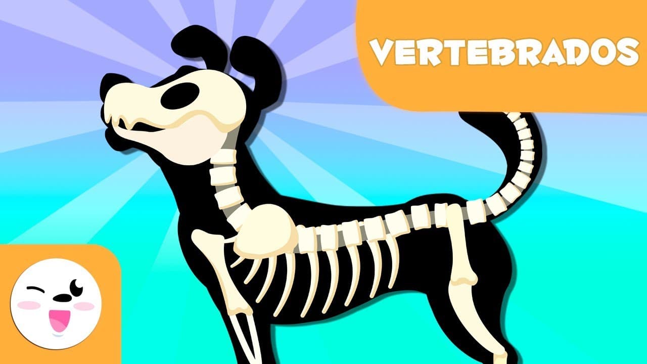 Los animales vertebrados para niños - Ciencias naturales