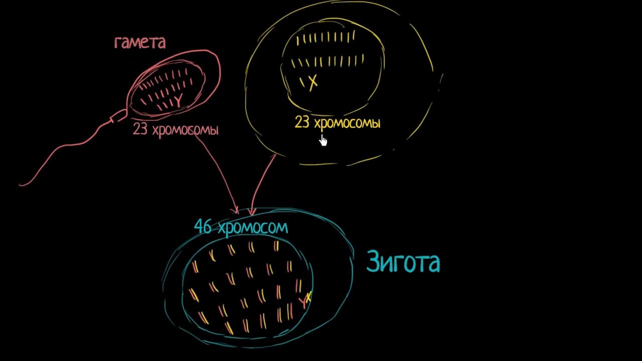 Деление Клетки | Биология