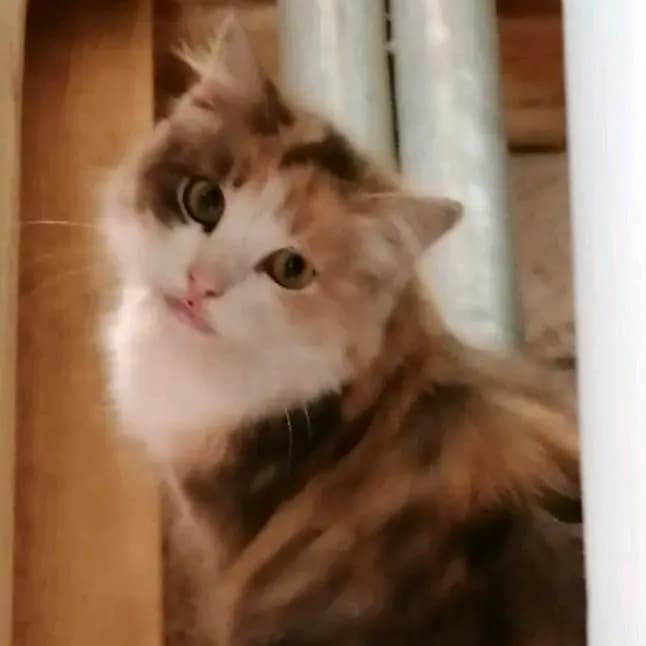 Abdo_santos_cat