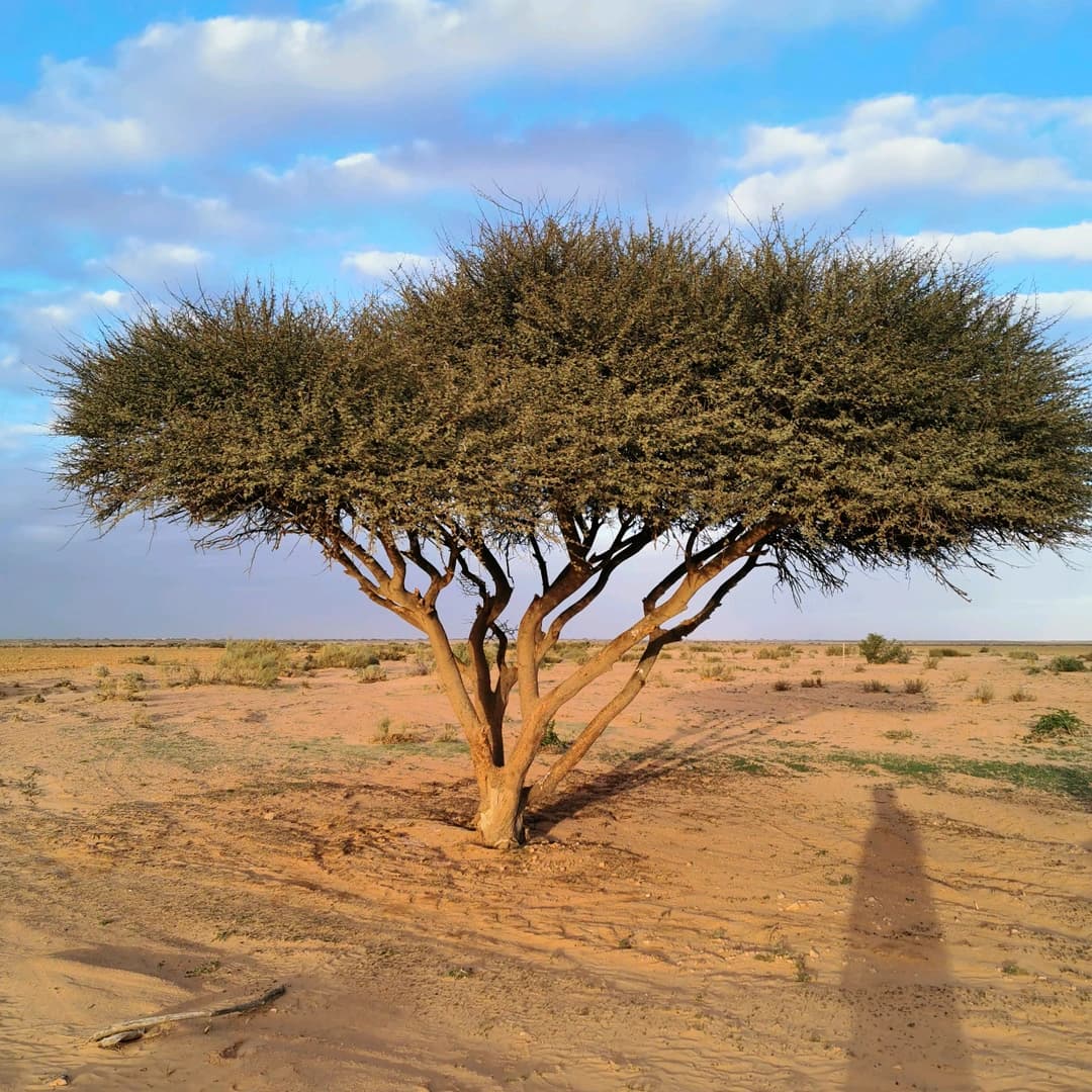 هايم في بلد العجايب