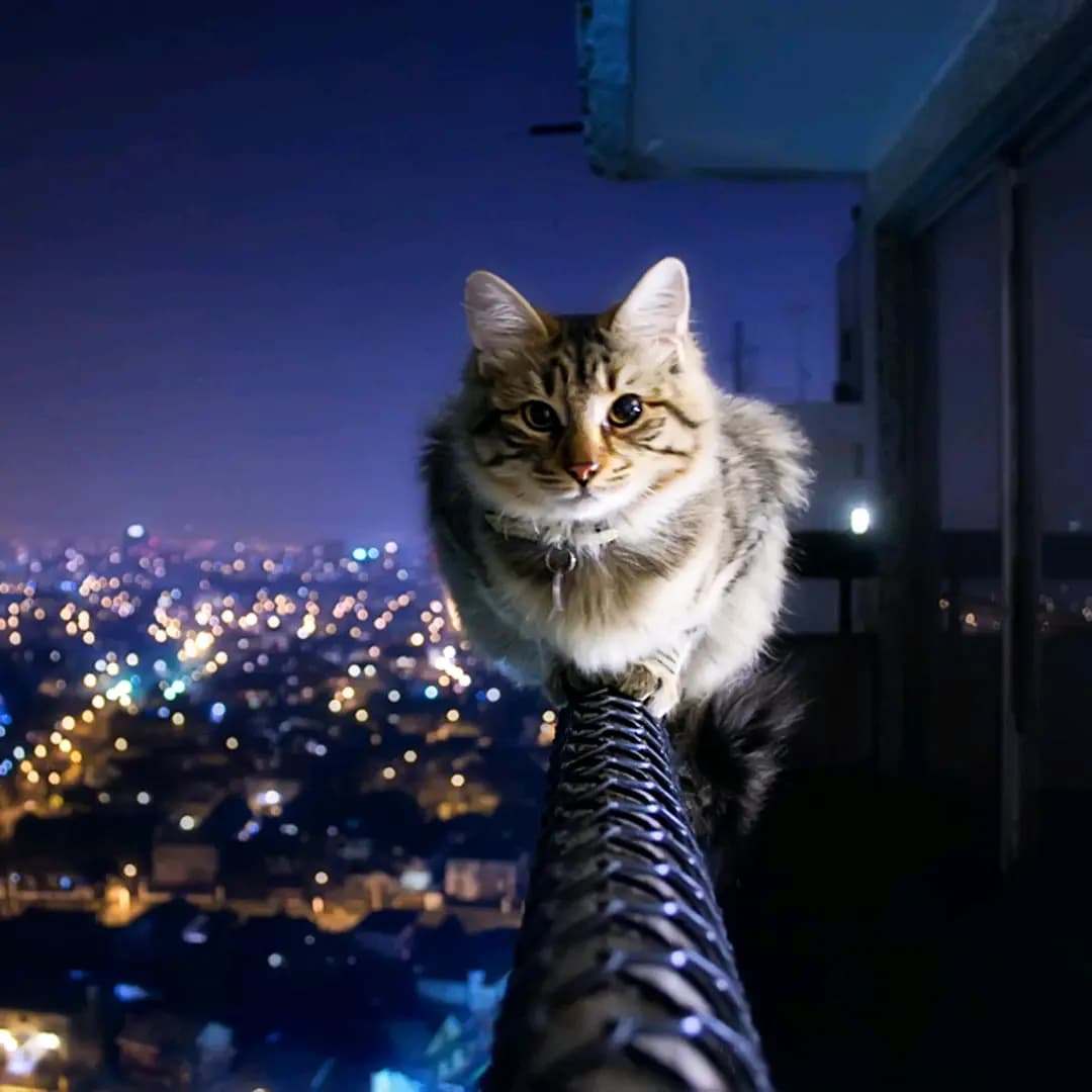 Cute cat