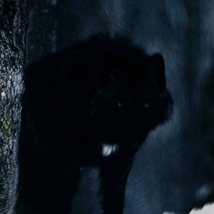 Whytt Wulf